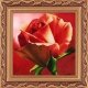 Фото набір для творчості розкішна троянда