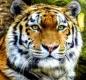 Фото алмазна мозаїка Тигр