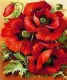 Фото алмазна мозаїка Червоні маки