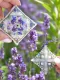 Фото Вікторія Попович Набір для вишивання Lavender time (Лавандова мить) VP-061