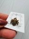 Фото Susan Clarke Originals Spider Charm - Brown C-818