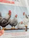 Фото набір для вишивання Діменсіонс Чорно-білі кури