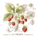 Фото Les Brodeuses Parisiennes Схема Etude aux Fraises+тканина, пришивний шарм EFL/CRE