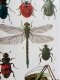 Фотографія Набір для вишивання хрестиком Thea Gouverneur Історія комах