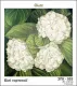 Фото схема під бісер Білі гортензії ЗПК-053