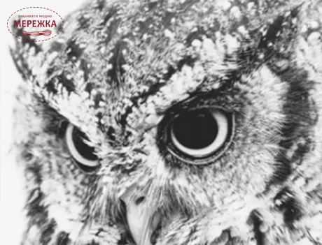 Фото набір алмазна вишивка Повелителька ночі