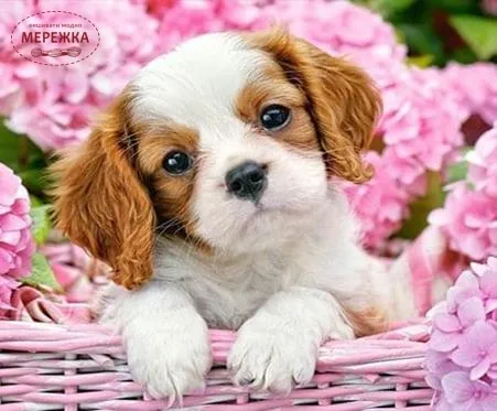 Фото набір алмазами Люблю гортензії