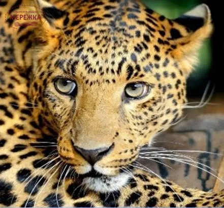 Фото алмазна мозаїка Лео