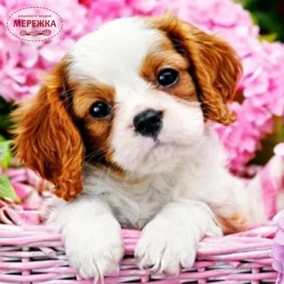 Фото алмазна мозаїка Люблю гортезії