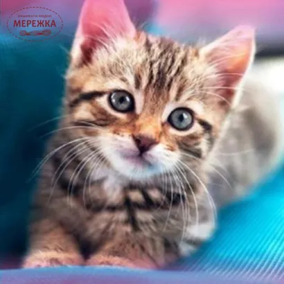 Фото алмазна мозаїка Малятко