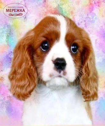 Фото алмазна мозаїка Портрет улюбленця