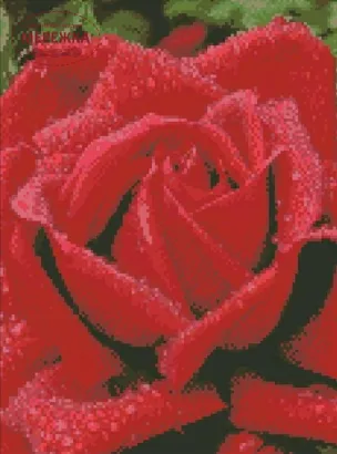 Фото алмазна техніка Запашна троянда